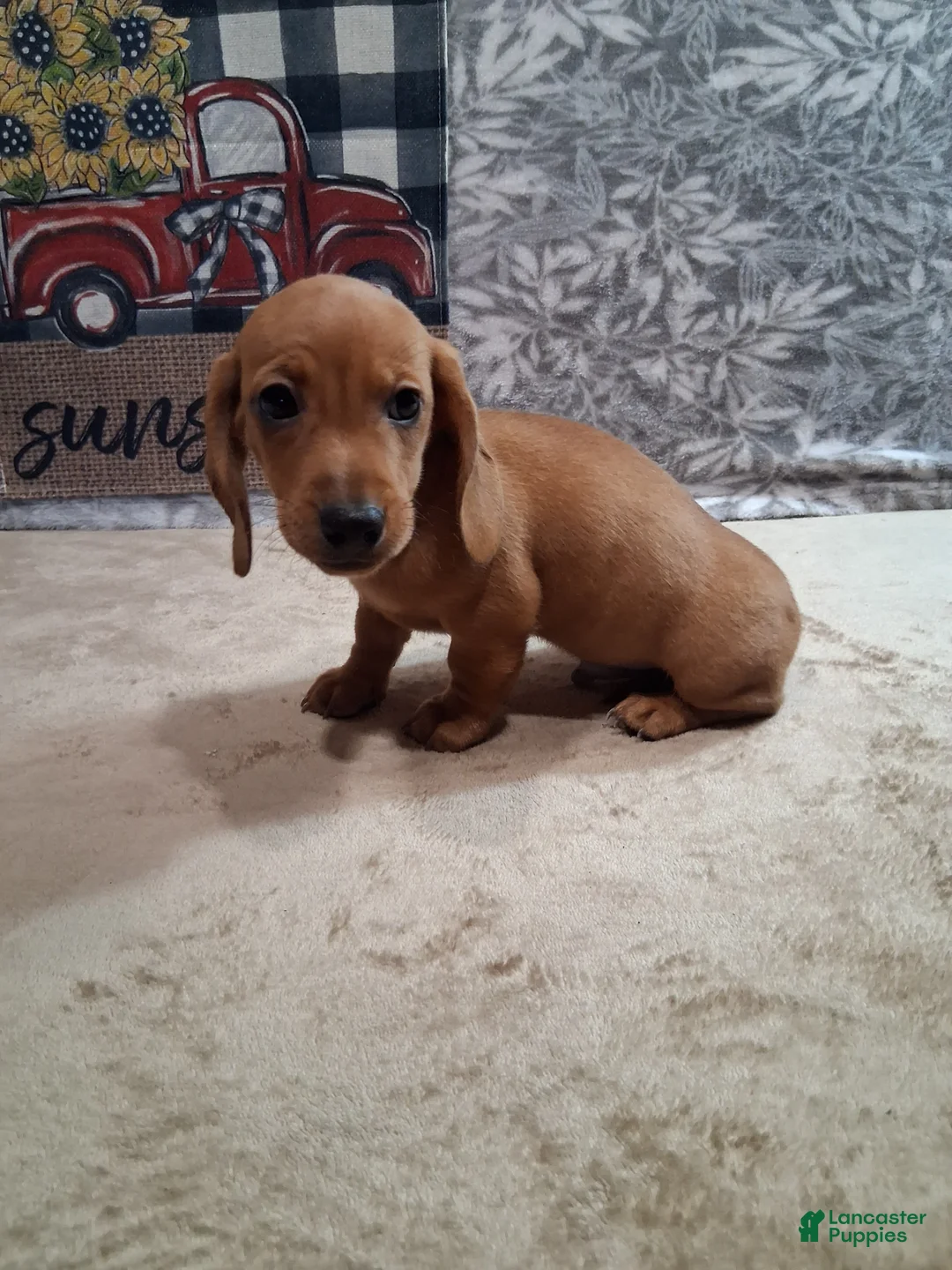 Miniature Dachshund dogs for sale: Husky - Ad 1