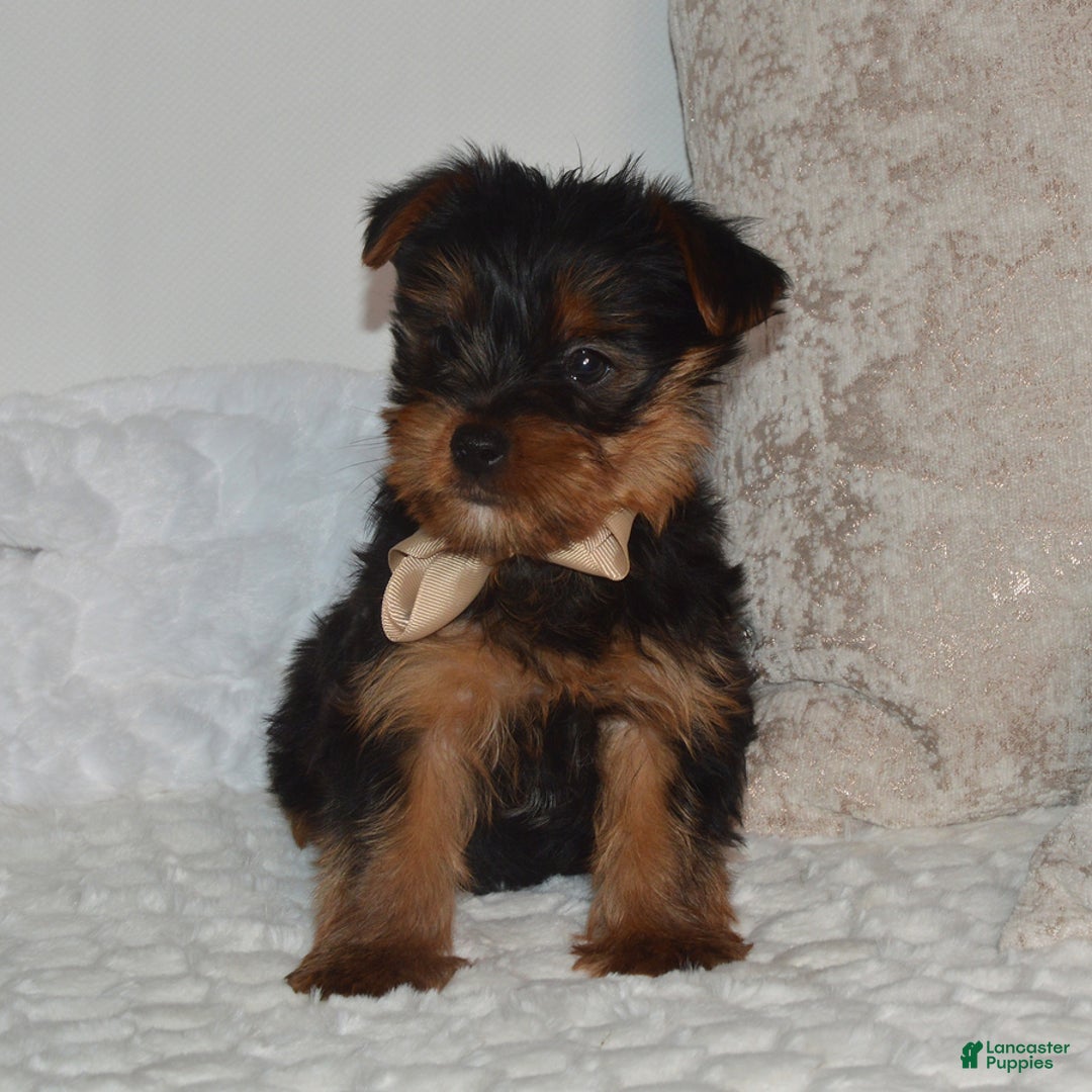 Yorkshire Terrier dogs for sale: Diesel - Ad 2