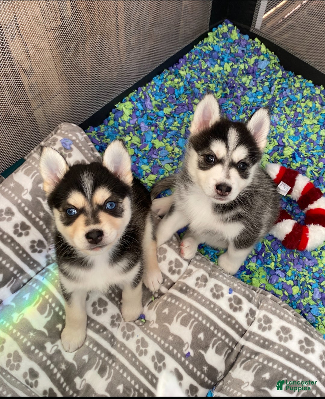Pomsky dogs for sale: Sleepy  - Ad 1