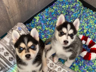 Pomsky dogs Sleepy - Ad 25