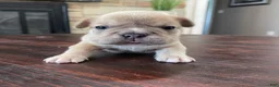 French Bulldog dogs for sale: Peter  - Ad 1