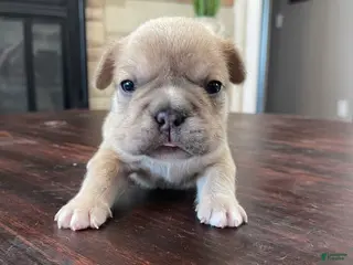 French Bulldog dogs Peter - Ad 13