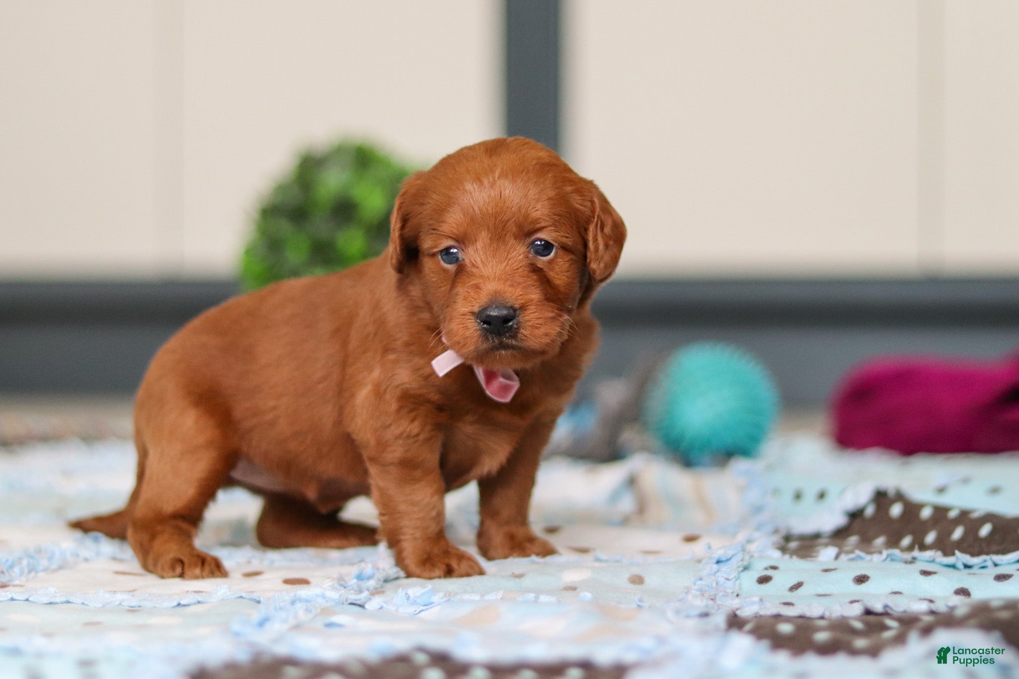 Labradoodle dogs Sadie - Ad 1