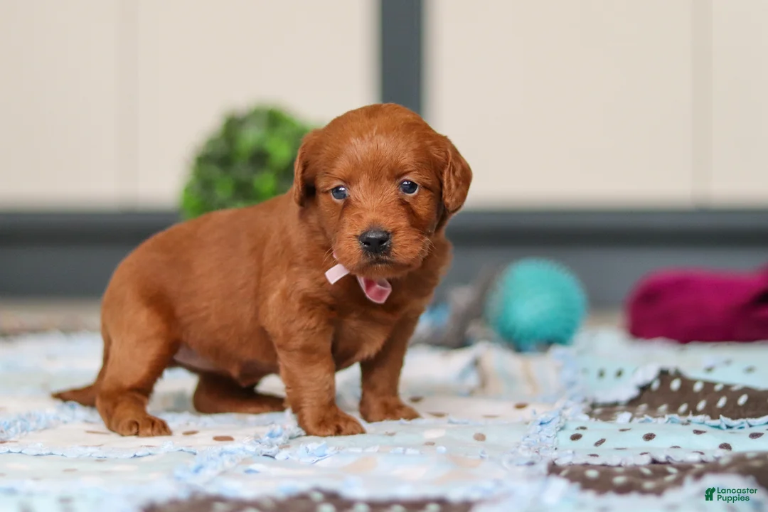 Labradoodle dogs for sale: Sadie - Ad 1