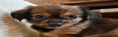 Benny