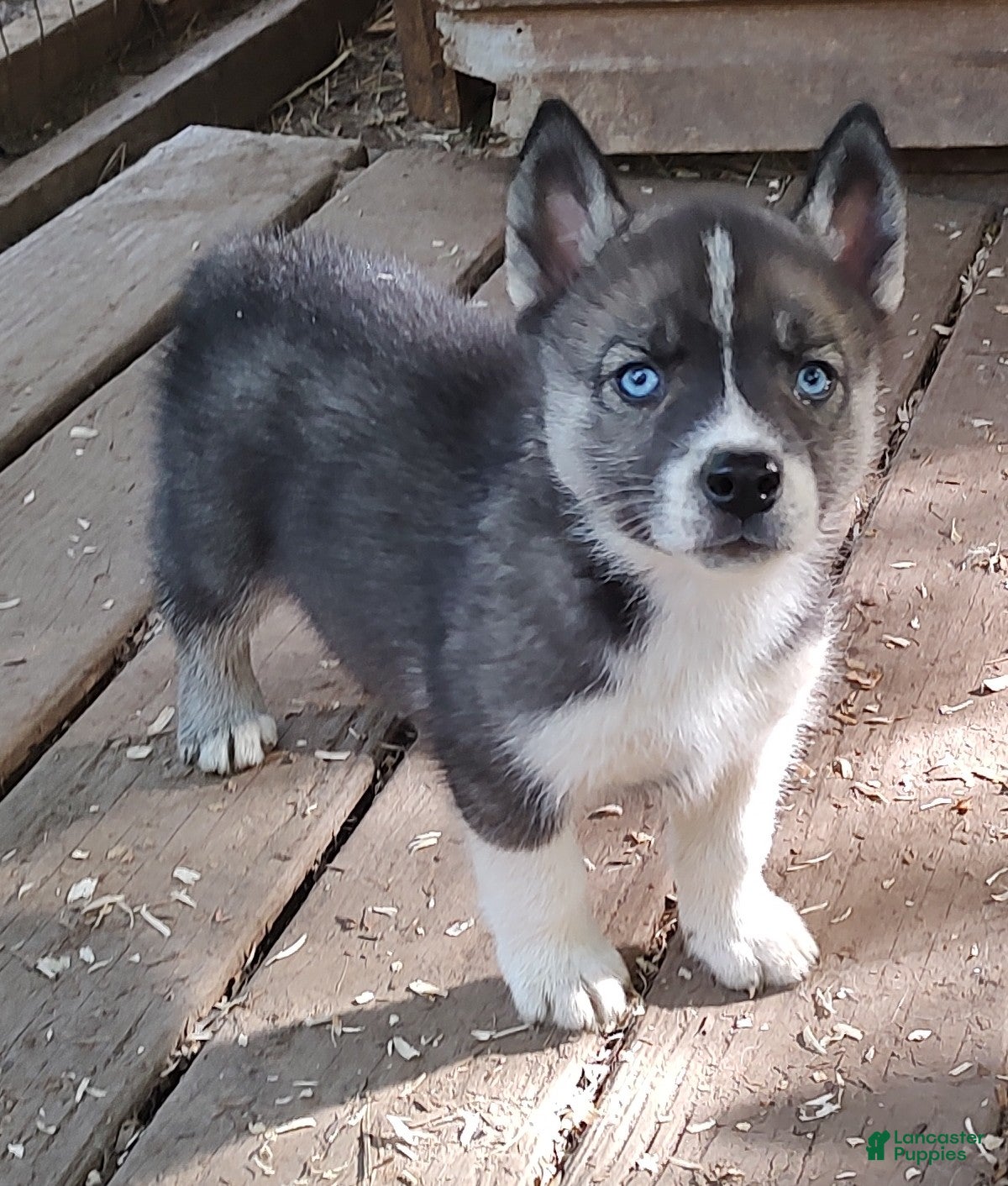 Siberian Husky dogs Sonya's male 3 - Ad 26