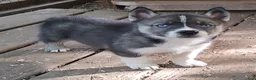 Siberian Husky dogs for sale: Sonya's male 3 - Ad 2