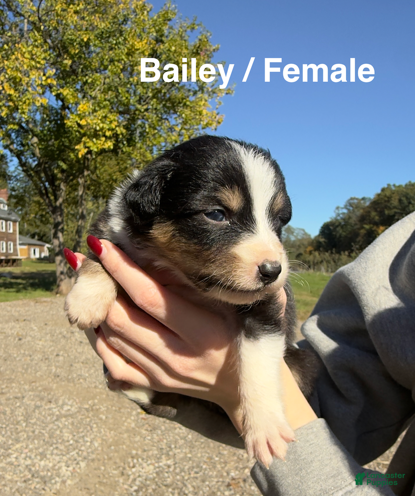 Australian Shepherd dogs for sale: Bailey - Ad 25