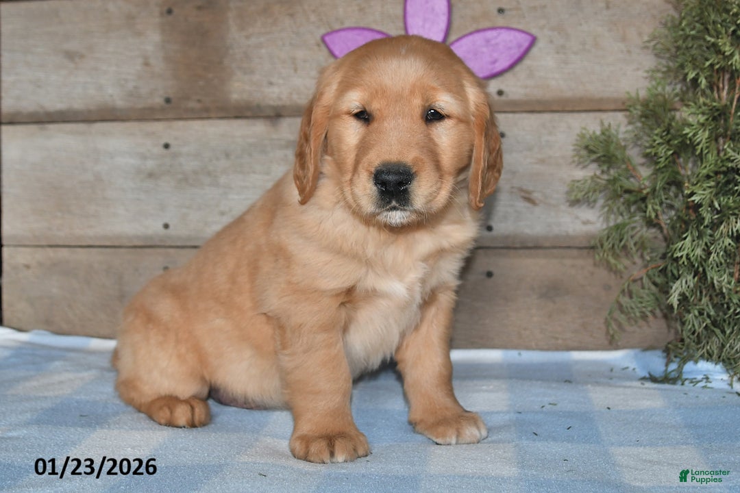 Golden Retriever dogs for sale: Prince - Ad 4