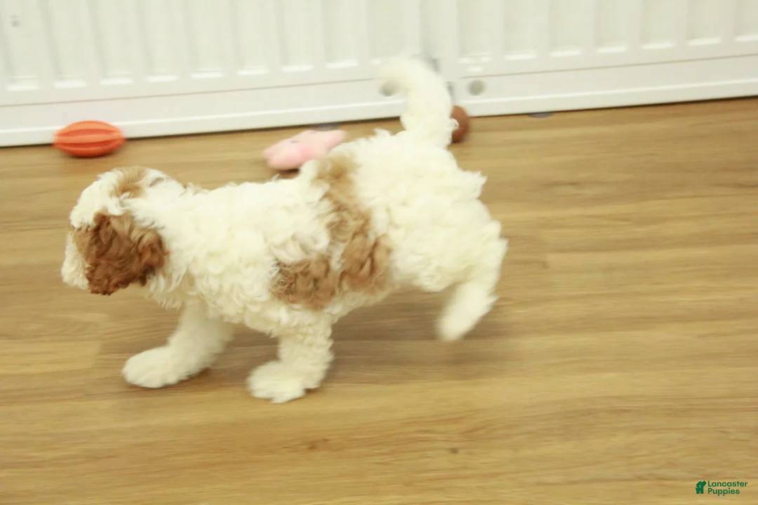 Cavapoo dogs for sale: Lilly - Ad 2