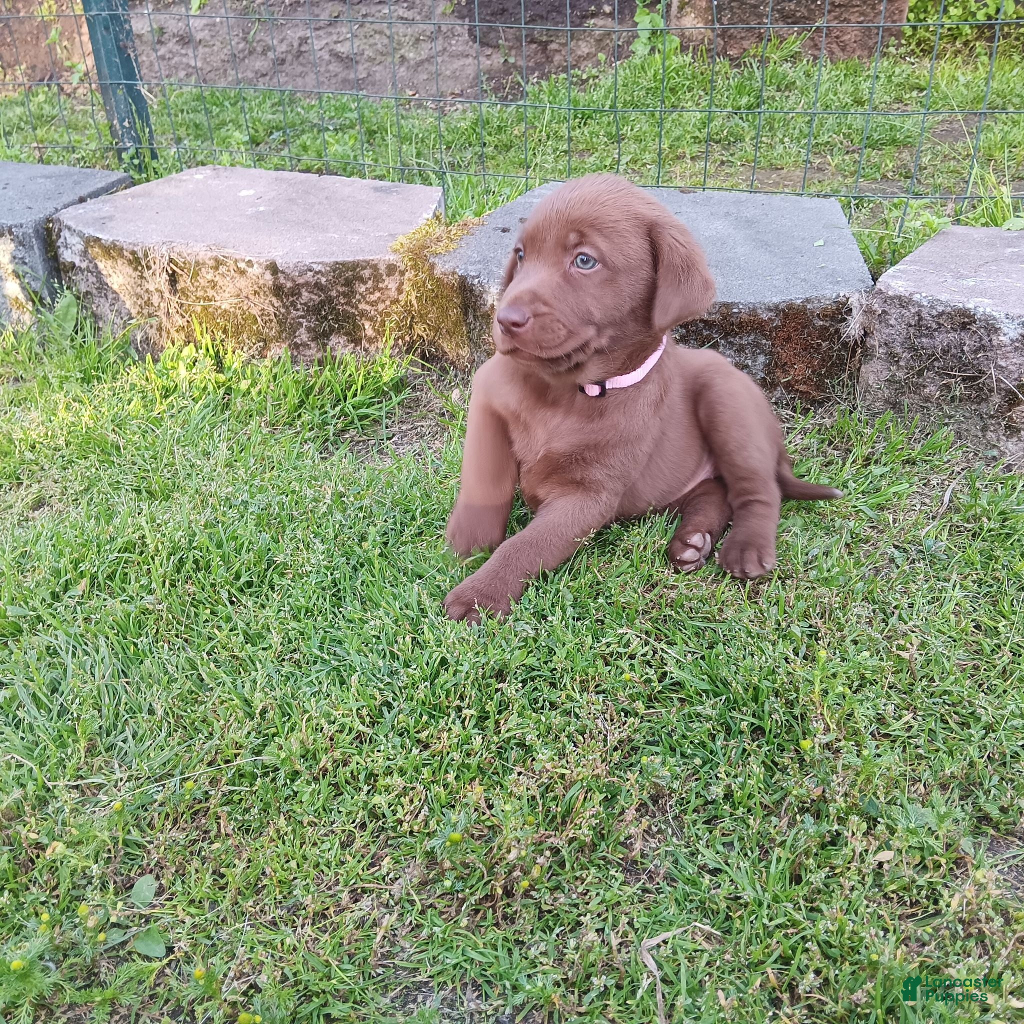 Labrador Retriever dogs Labrador Retriever 2 - Ad 41