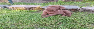 Labrador Retriever 2