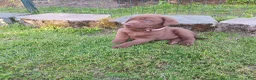 Labrador Retriever dogs for sale: Labrador Retriever 2 - Ad 1
