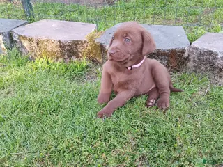 Labrador Retriever dogs Labrador Retriever 2 - Ad 41