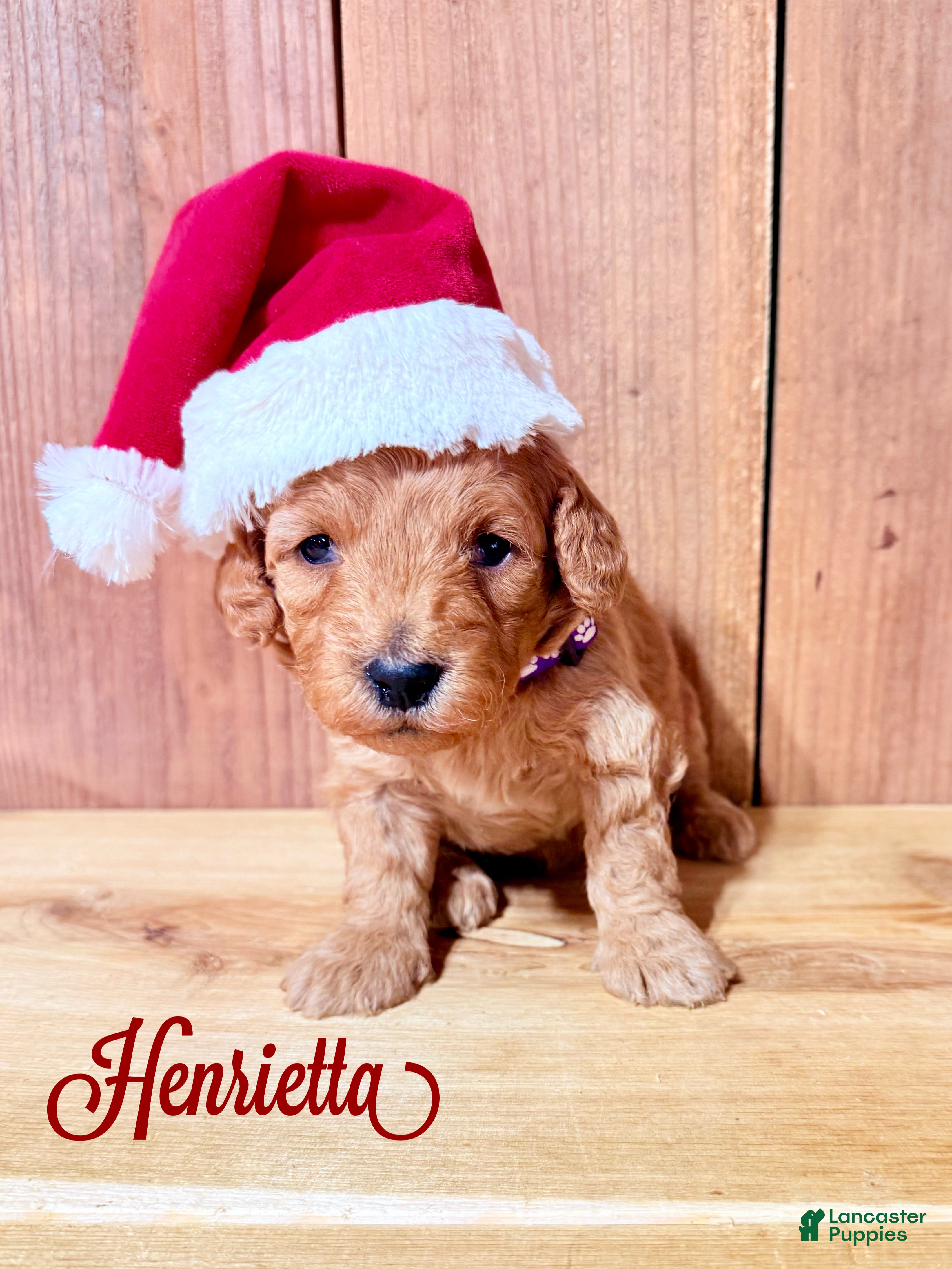 Mini Goldendoodle dogs Henrietta, F1b Mini Goldendoodle - Ad 42