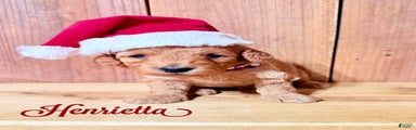 Henrietta, F1b Mini Goldendoodle