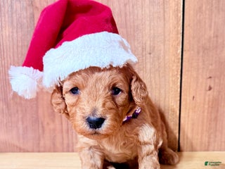 Mini Goldendoodle dogs Henrietta, F1b Mini Goldendoodle - Ad 24