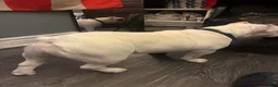 American Bully dogs for sale: Icy - Ad 7