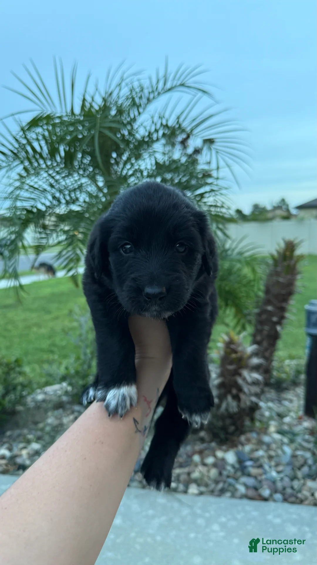 Mixed Breed dogs for sale: Sunshine  - Ad 2