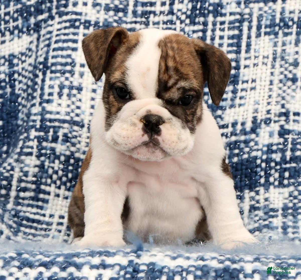 English Bulldog dogs Ruger - Ad 2