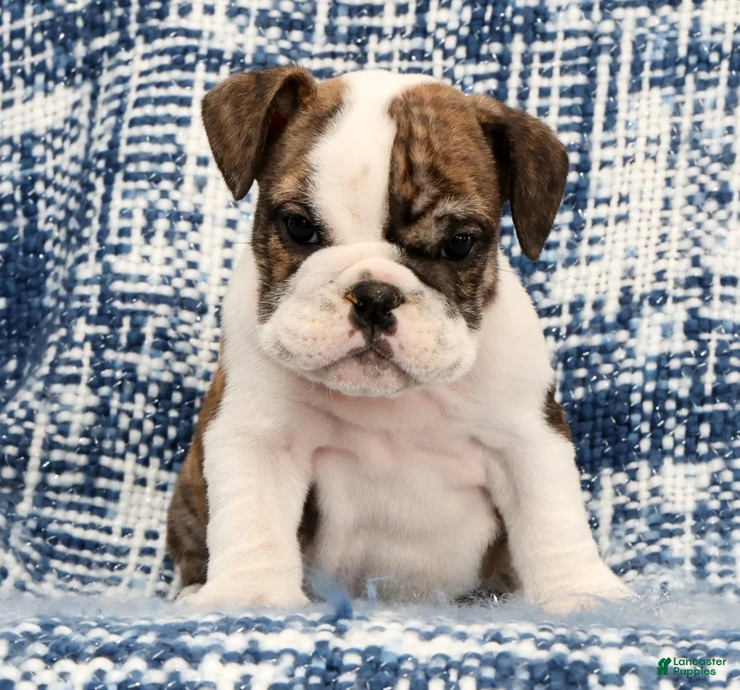 English Bulldog dogs for sale: Ruger - Ad 2