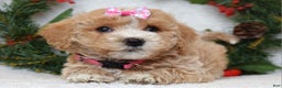 Maltipoo dogs for sale: Lyla - Ad 3