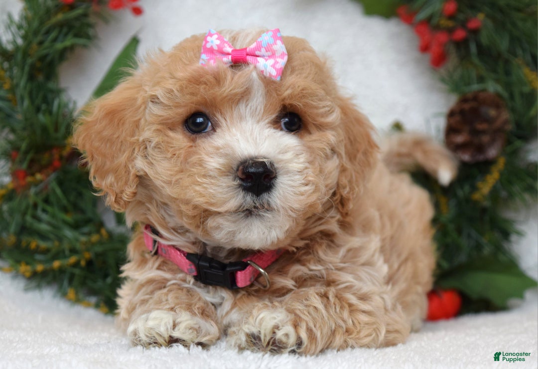 Maltipoo dogs for sale: Lyla - Ad 3