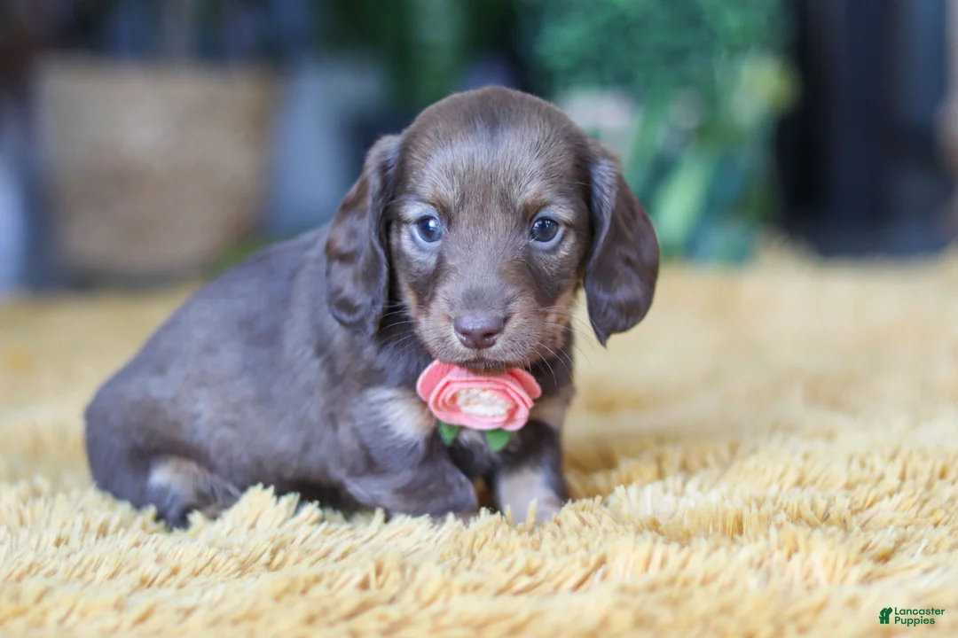 Miniature Dachshund dogs for sale: Bagel - Ad 4
