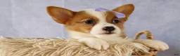Welsh Corgi Pembroke dogs for sale: Yo-Yo 💕 - Ad 7
