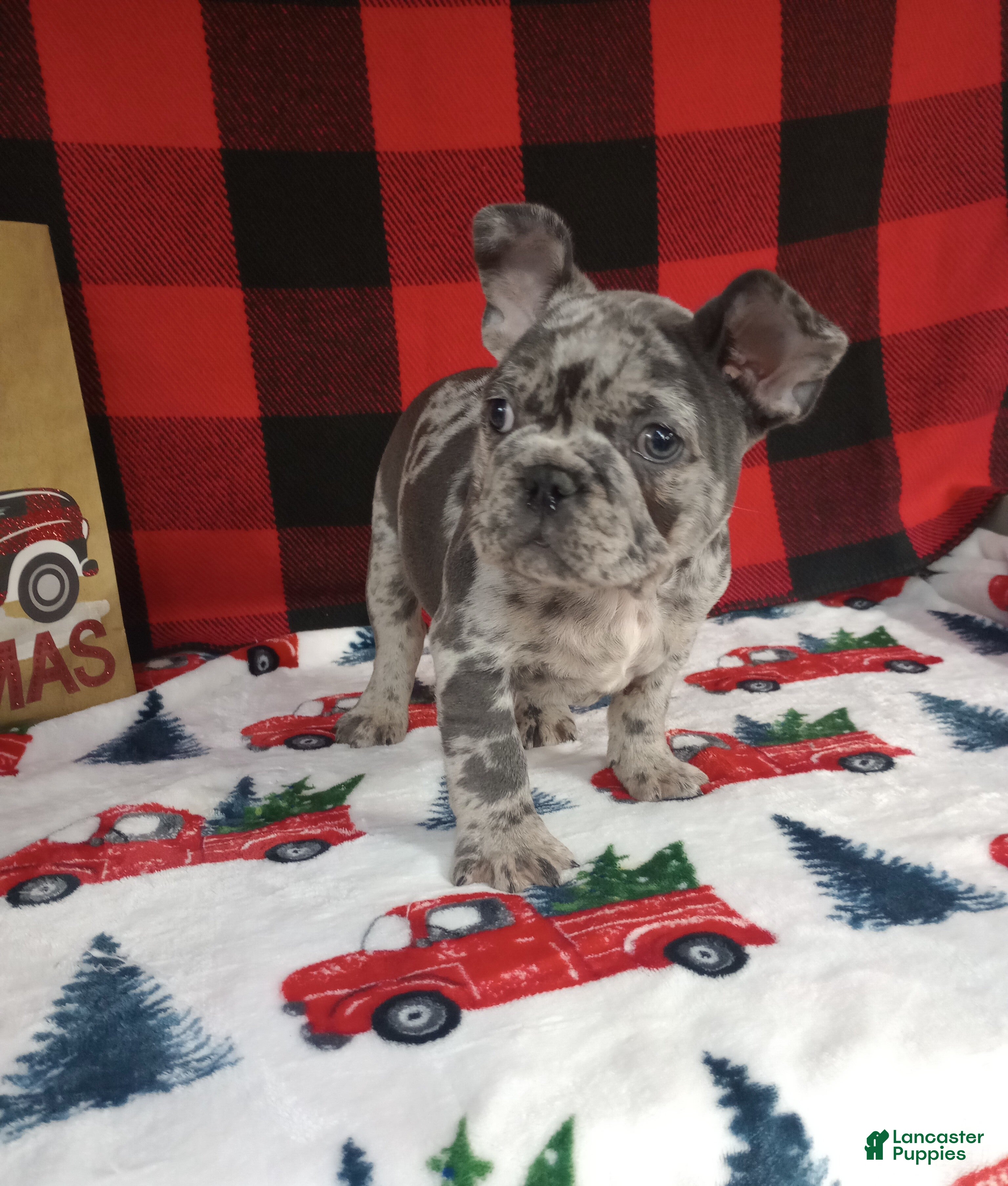 French Bulldog dogs Ian  - Ad 18