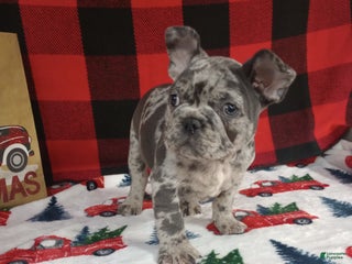French Bulldog dogs Ian - Ad 31