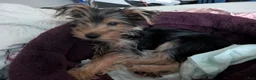 Yorkshire Terrier dogs for sale: Yorkshire Terrier 1 - Ad 4