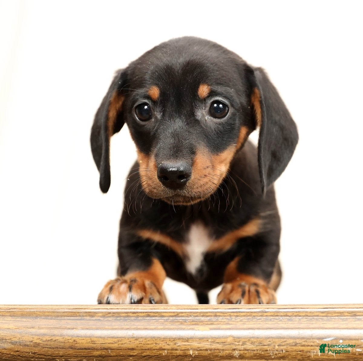 Miniature Dachshund dogs Winnie - Ad 10
