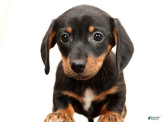 Miniature Dachshund dogs Winnie - Ad 21