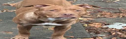 American Staffordshire Terrier dogs for stud: Haze  - Ad 5