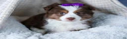 Miniature Australian Shepherd dogs for sale: EDIE - Ad 19