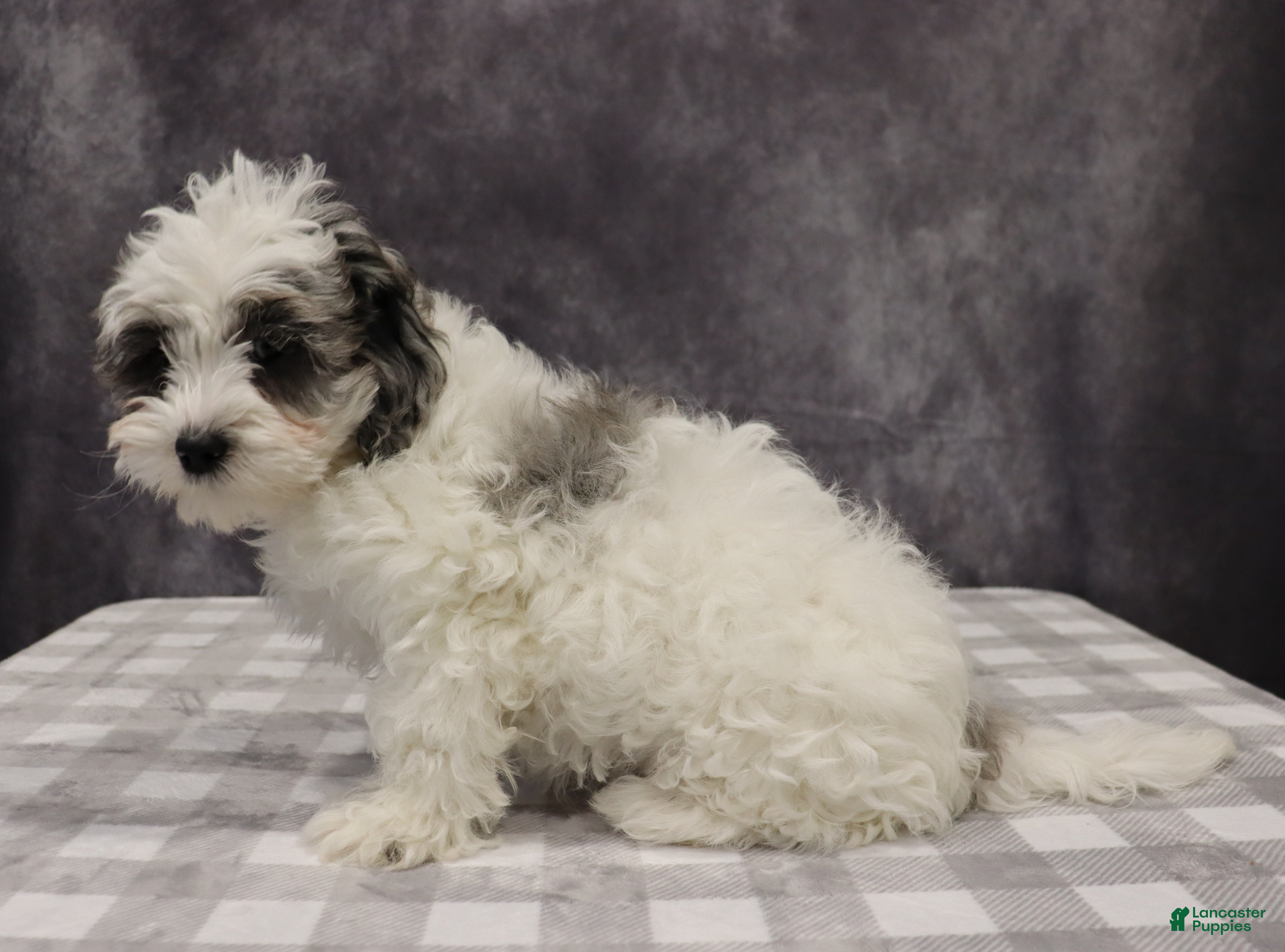 Shihpoo dogs Polly - Ad 2