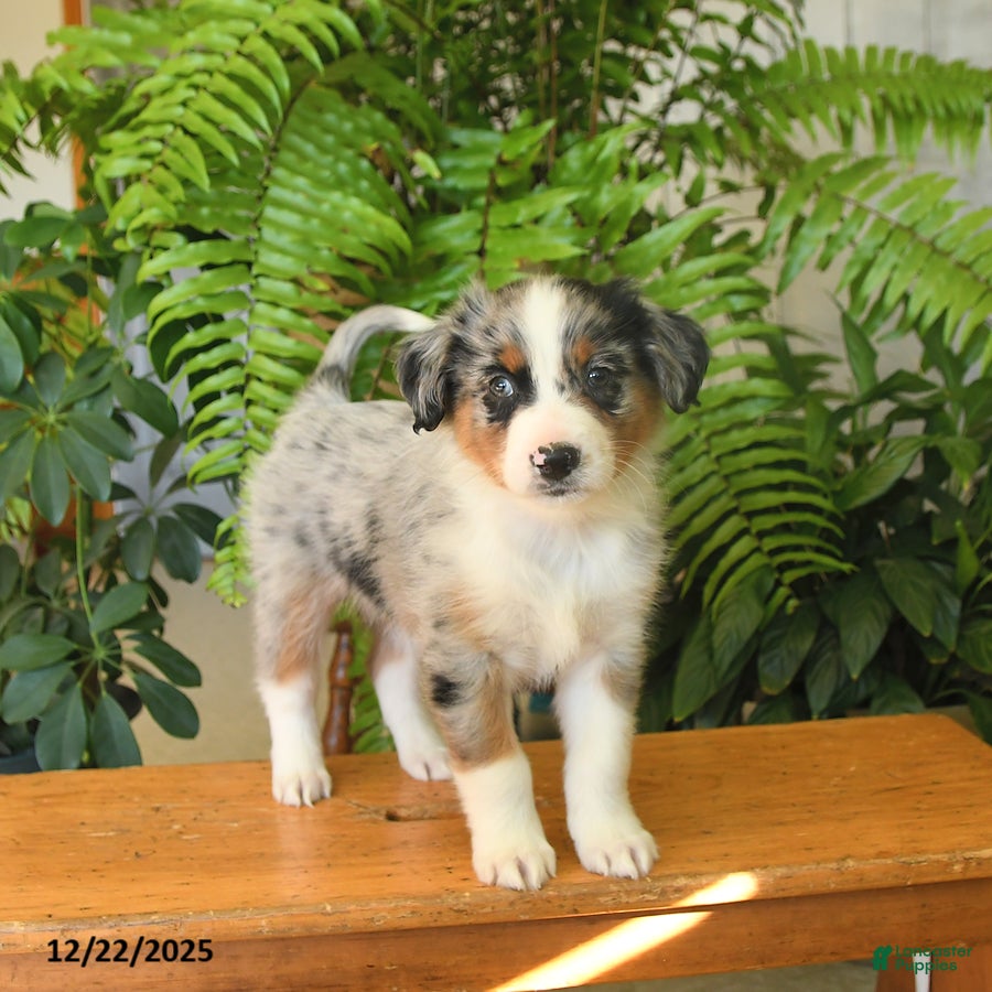 Australian Shepherd dogs Affinity - Ad 17