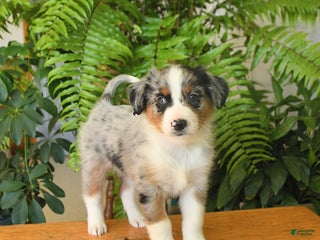 Australian Shepherd dogs Affinity - Ad 21