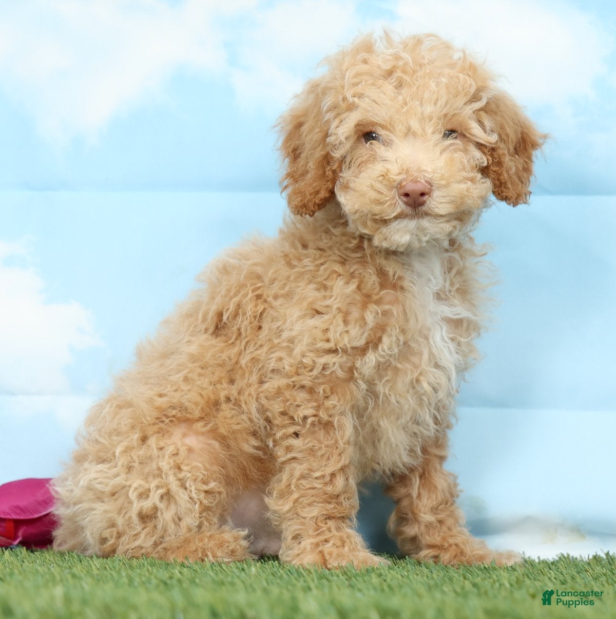 Miniature Poodle dogs Bahama - Ad 1