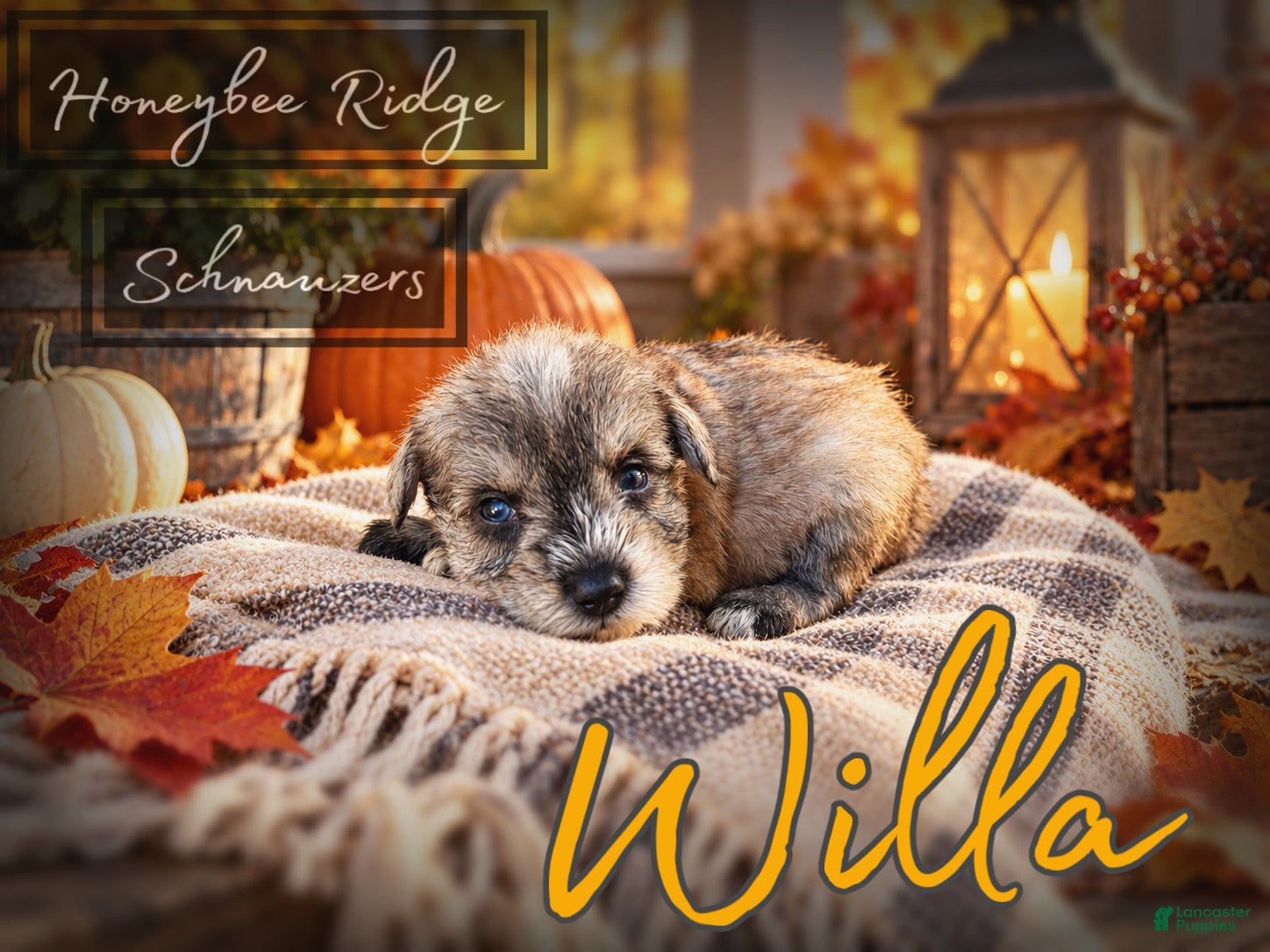 Miniature Schnauzer dogs for sale: Akc Willa - Ad 1