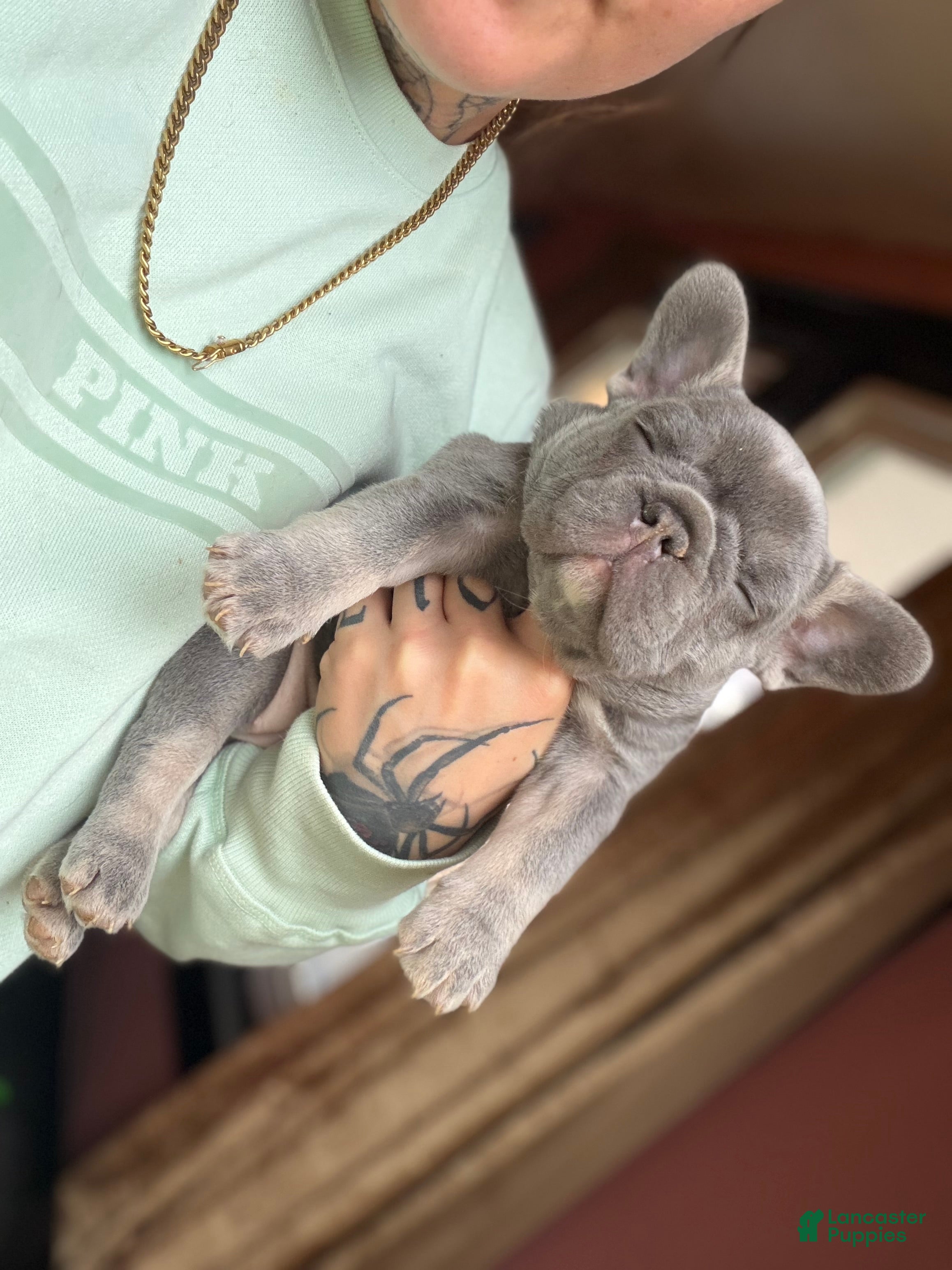 French Bulldog dogs French Bulldog Puppy 3 - Ad 29