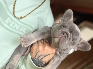 French Bulldog dogs French Bulldog Puppy 3 - Ad 11