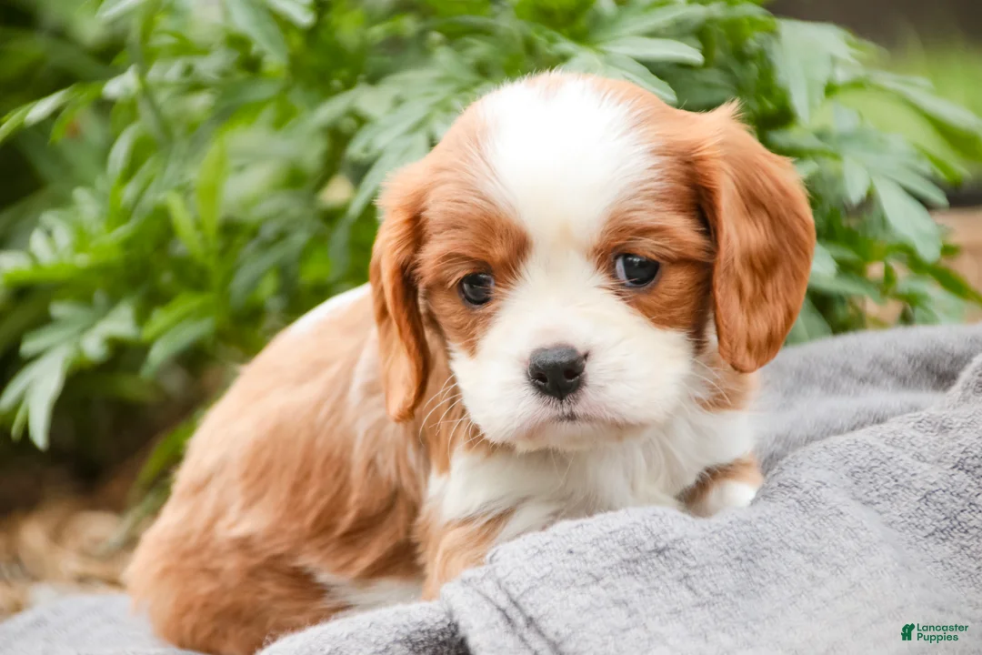 Cavalier King Charles Spaniel dogs for sale: Eddy - Ad 2
