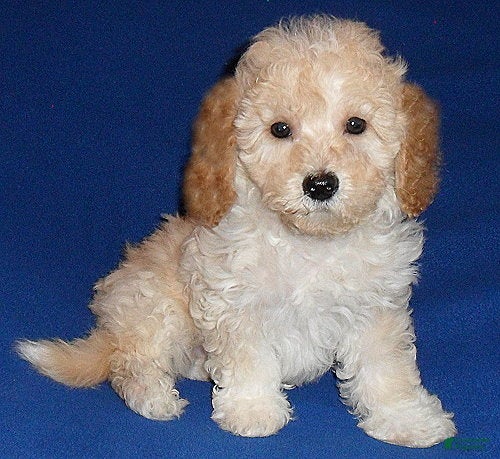 Shihpoo dogs Yogi - Ad 22