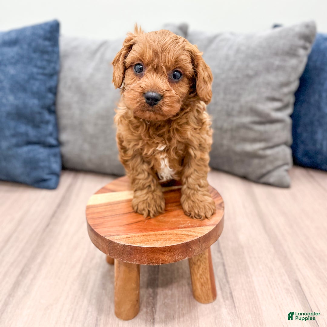 Cavapoo dogs for sale: Brody - Ad 2