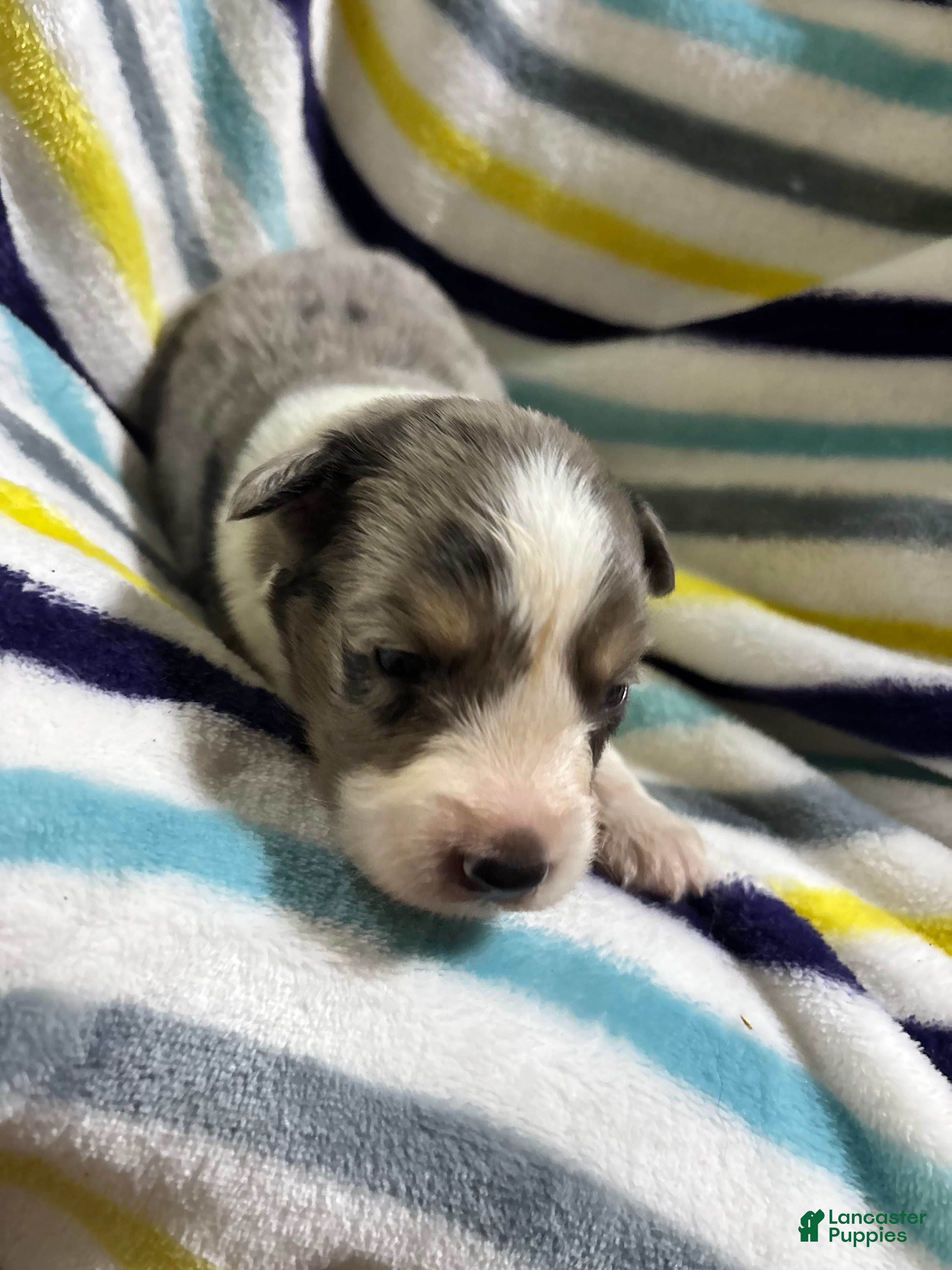 Mini Aussiedoodle dogs Twix - Ad 2