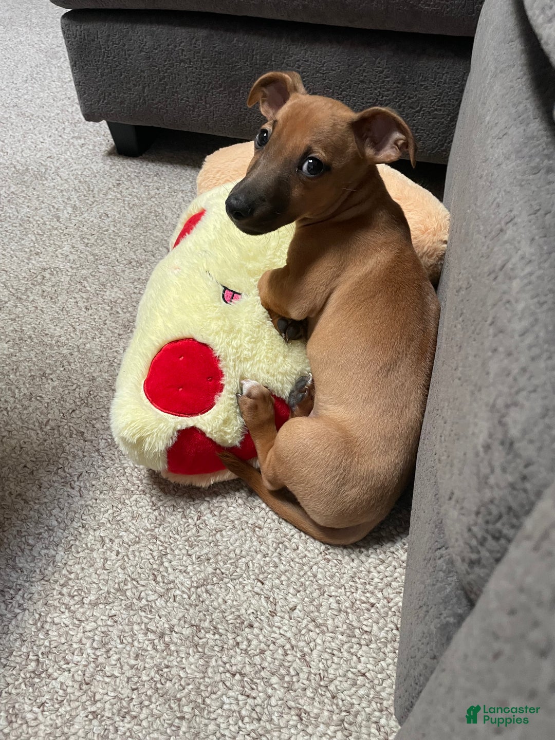 Chiweenie dogs for sale: Chiweenie Puppy 1 - Ad 10