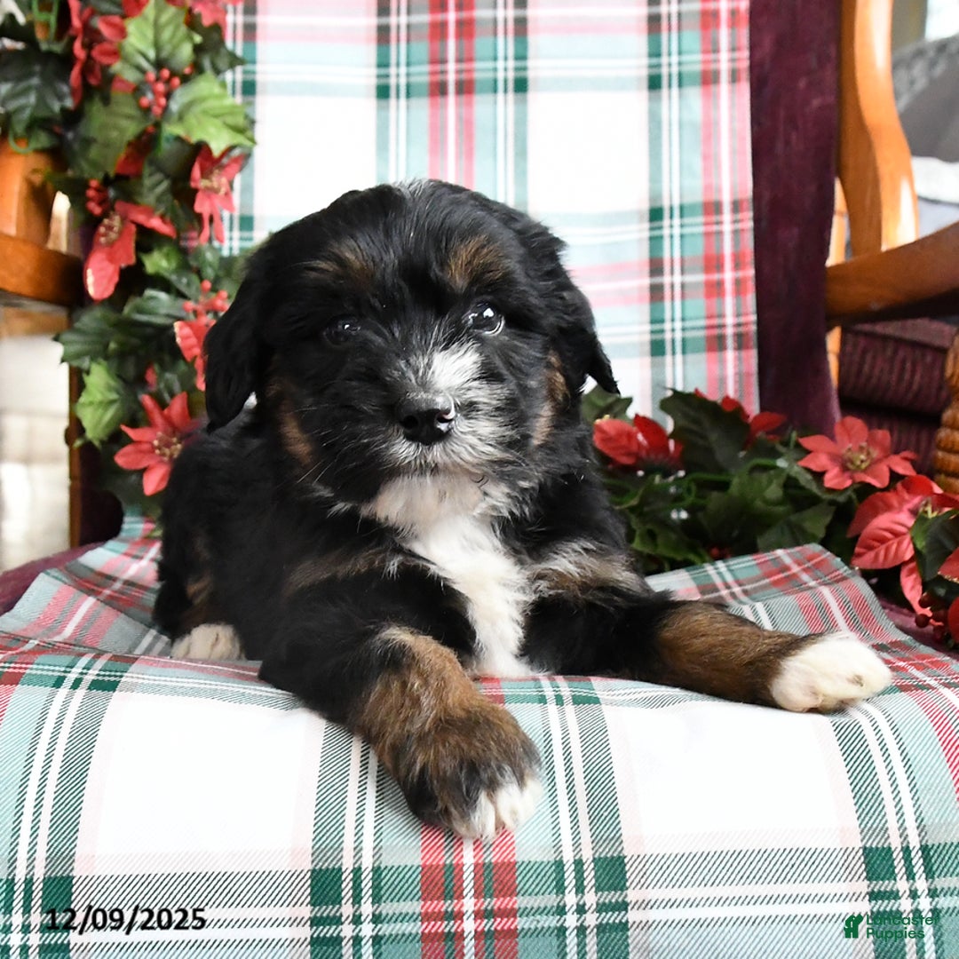 Bernedoodle dogs for sale: Chuck - Ad 2