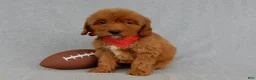 Mini Goldendoodle dogs for sale: Grant-MEDIUM - Ad 3